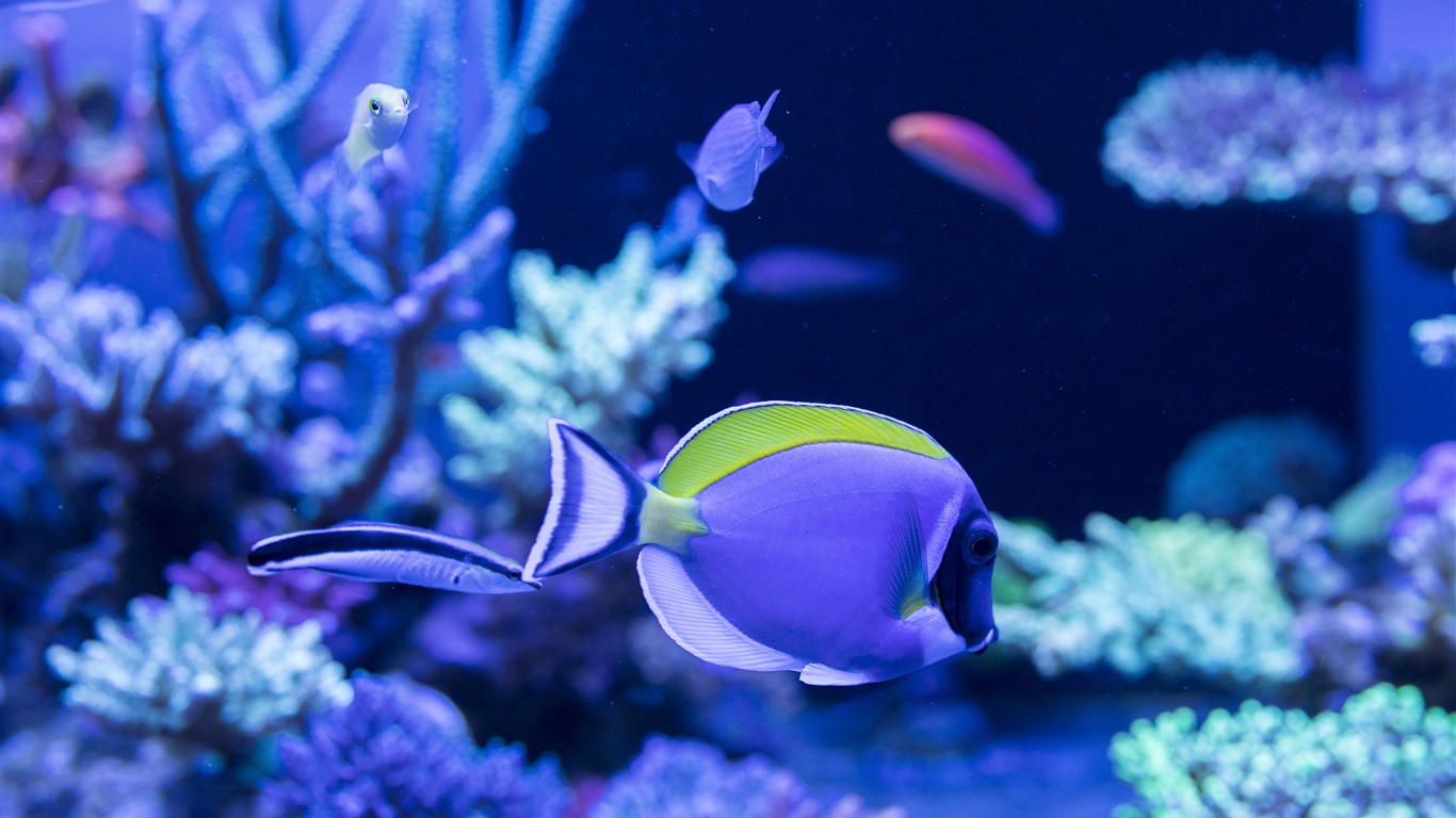 Aquarium_Ornamental_Fish_2021_Ocean_5K_Close_up_1366x768.jpg